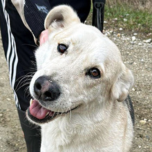 NOA, Hund, Siberian Husky-Mix in Kroatien