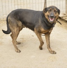 ELVIS, Hund, Mischlingshund in Bulgarien - Bild 3