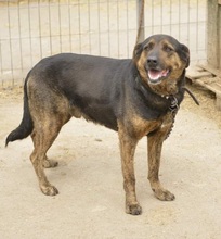 ELVIS, Hund, Mischlingshund in Bulgarien - Bild 5