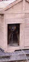 ELVIS, Hund, Mischlingshund in Bulgarien - Bild 6