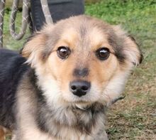 LUCY2, Hund, Mischlingshund in Slowakische Republik