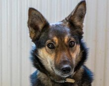 FIBI, Hund, Mischlingshund in Kroatien - Bild 1