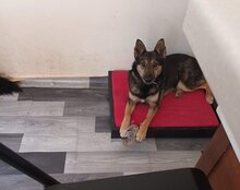 FIBI, Hund, Mischlingshund in Kroatien - Bild 13
