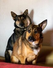 FIBI, Hund, Mischlingshund in Kroatien - Bild 3