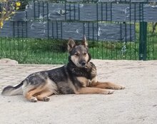 FIBI, Hund, Mischlingshund in Kroatien - Bild 5