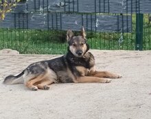 FIBI, Hund, Mischlingshund in Kroatien - Bild 6