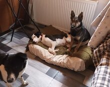 FIBI, Hund, Mischlingshund in Kroatien - Bild 7