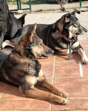 FIBI, Hund, Mischlingshund in Kroatien - Bild 8