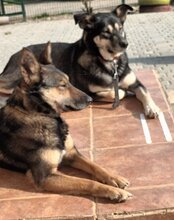 FIBI, Hund, Mischlingshund in Kroatien - Bild 9