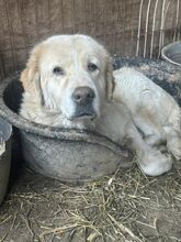 CINDY, Hund, Mischlingshund in Rumänien