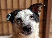 KOBOLD, Hund, Mischlingshund in Rumänien - Bild 1