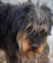 FRITZCHEN, Hund, Mischlingshund in Bulgarien