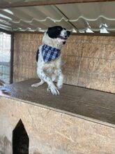 GIZMO, Hund, Mischlingshund in Rumänien - Bild 3