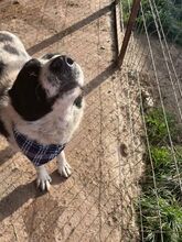 GIZMO, Hund, Mischlingshund in Rumänien - Bild 4