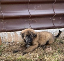 BALU, Hund, Mischlingshund in Rumänien - Bild 1