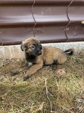 BALU, Hund, Mischlingshund in Rumänien - Bild 3