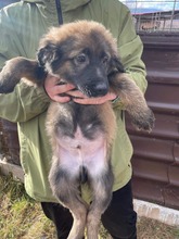 BALU, Hund, Mischlingshund in Rumänien - Bild 4