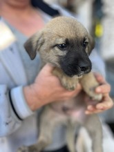 BALU, Hund, Mischlingshund in Rumänien - Bild 7