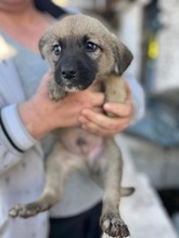 BALU, Hund, Mischlingshund in Rumänien - Bild 8