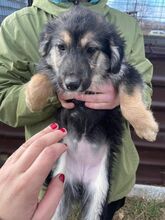 HEIDI, Hund, Mischlingshund in Rumänien - Bild 1