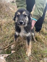 HEIDI, Hund, Mischlingshund in Rumänien - Bild 2