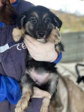 HEIDI, Hund, Mischlingshund in Rumänien - Bild 3