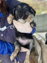 HEIDI, Hund, Mischlingshund in Rumänien - Bild 5