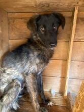 ALESSIA, Hund, Mischlingshund in Rumänien - Bild 1