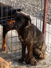 ALESSIA, Hund, Mischlingshund in Rumänien - Bild 4