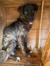 ALESSIA, Hund, Mischlingshund in Rumänien - Bild 5
