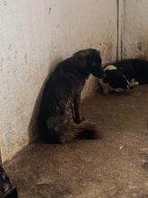 ALESSIA, Hund, Mischlingshund in Rumänien - Bild 8
