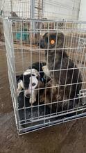 MAJA, Hund, Mischlingshund in Rumänien - Bild 3