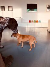 LINDA, Hund, Mischlingshund in Bochum - Bild 11
