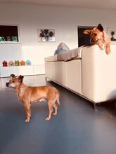 LINDA, Hund, Mischlingshund in Bochum - Bild 13