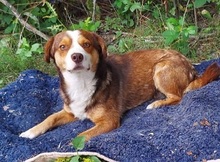 DENY, Hund, Mischlingshund in Nordmazedonien