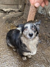 LADY, Hund, Mischlingshund in Rumänien