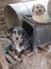 LADY, Hund, Mischlingshund in Rumänien - Bild 10
