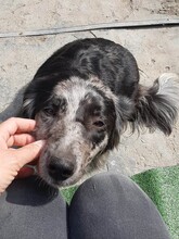 LADY, Hund, Mischlingshund in Rumänien - Bild 11
