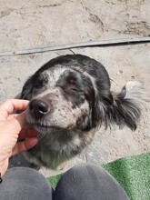 LADY, Hund, Mischlingshund in Rumänien - Bild 12