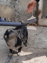 LADY, Hund, Mischlingshund in Rumänien - Bild 13