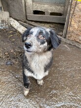 LADY, Hund, Mischlingshund in Rumänien - Bild 14