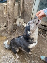 LADY, Hund, Mischlingshund in Rumänien - Bild 15