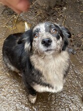 LADY, Hund, Mischlingshund in Rumänien - Bild 16