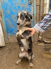 LADY, Hund, Mischlingshund in Rumänien - Bild 17