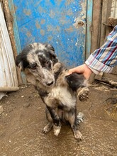 LADY, Hund, Mischlingshund in Rumänien - Bild 18