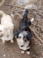 LADY, Hund, Mischlingshund in Rumänien - Bild 19