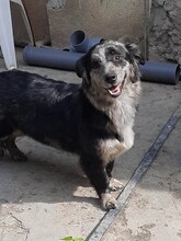 LADY, Hund, Mischlingshund in Rumänien - Bild 2
