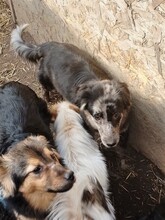 LADY, Hund, Mischlingshund in Rumänien - Bild 20