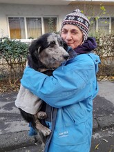 LADY, Hund, Mischlingshund in Rumänien - Bild 21
