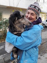 LADY, Hund, Mischlingshund in Rumänien - Bild 22